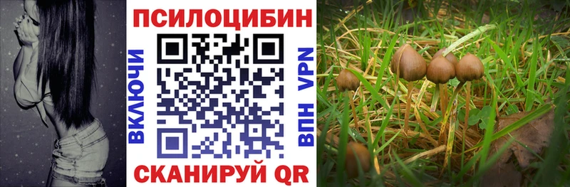 Купить Шарья Галлюциногенные грибы Cubensis